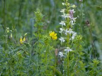 20150701_091439_Gruenliche Waldhyazinthe(Platanthera chlorantha),Heldrastein